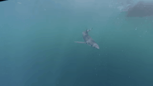 ijustlovesharks:  Blue Sharks / Salty Puppies [x] 