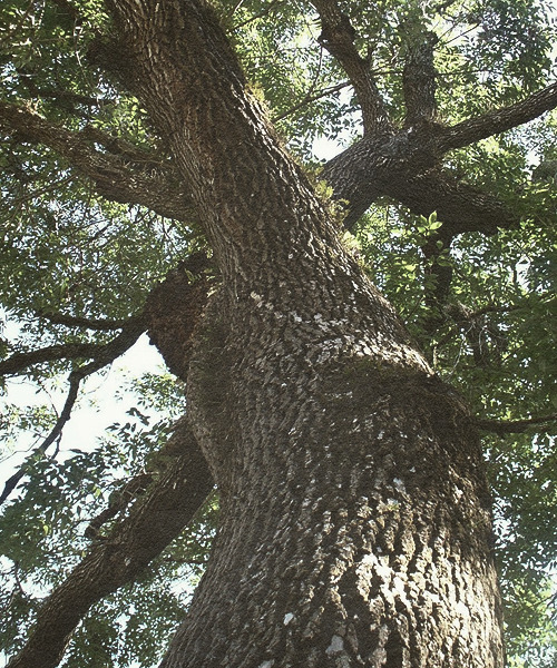 oflovebeautyandwar:  10 Days of Myths ▹ Day 2: Symbols  The Ash Tree Yggdrasil (2/2). 