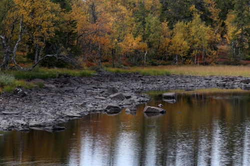 The colours and textures of Vedungsfjällen nature reserve, Dalarna, Sweden.