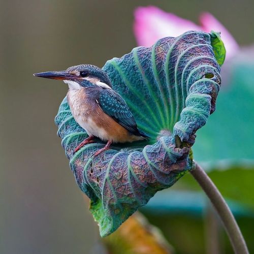 Kingfisher perched on a lotus leaf (photographer Johnson Chua)