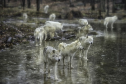 They walk on water (a Grey Wolf pack crosses