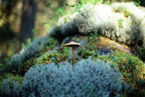 nilenna:Into the Forest by Polly Bird Balitro on Flickr.