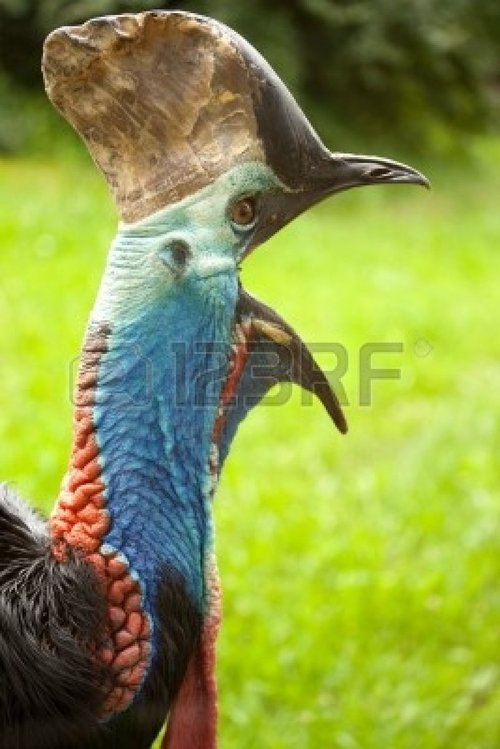 horticulturalcephalopod:  bullshitcockroach:  horticulturalcephalopod:  bullshitcockroach:  horticulturalcephalopod:  ugh australia is home to like so many creepy birds   hunts u down on the back of a cassowary  I JUST GOOGLED THIS WHAT THE FUCK IS THIS
