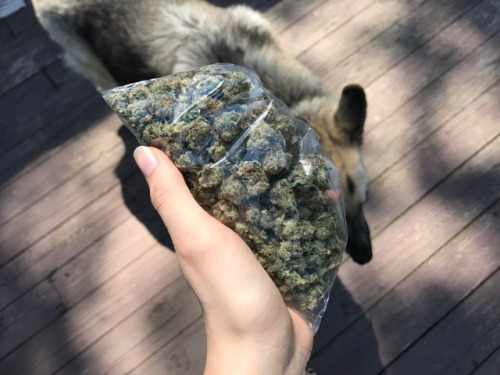 neckthewoods: nugs and pups