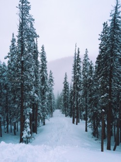 themountainotter:  Backyard pow runs