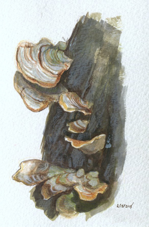 Fungi field studies, scanned this time. Each one is 4x6″ on watercolor paper, created with colored p