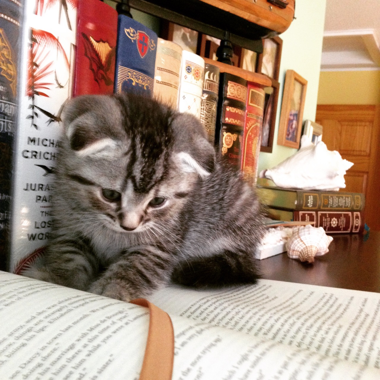 bookphile:  Me: Mom, send me pictures of kittens with the books, so I can put them