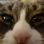 continuumsys