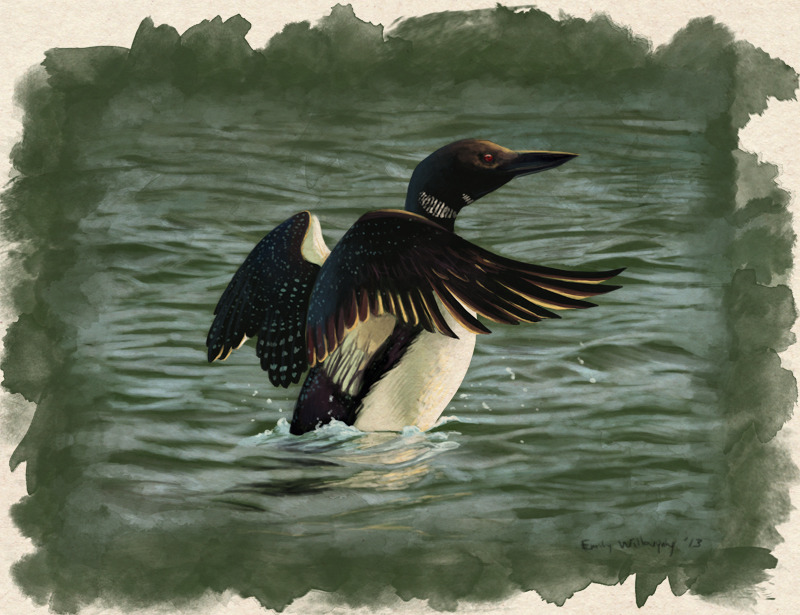 Common loon painting for my grandmother’s 80th birthday.