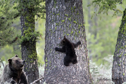 recklessthottie:cubebreaker:  Though fiercely protective, if you keep your distance watching a momma bear with her cubs is one of nature’s most beautiful sights.  bearwithamoviecamera