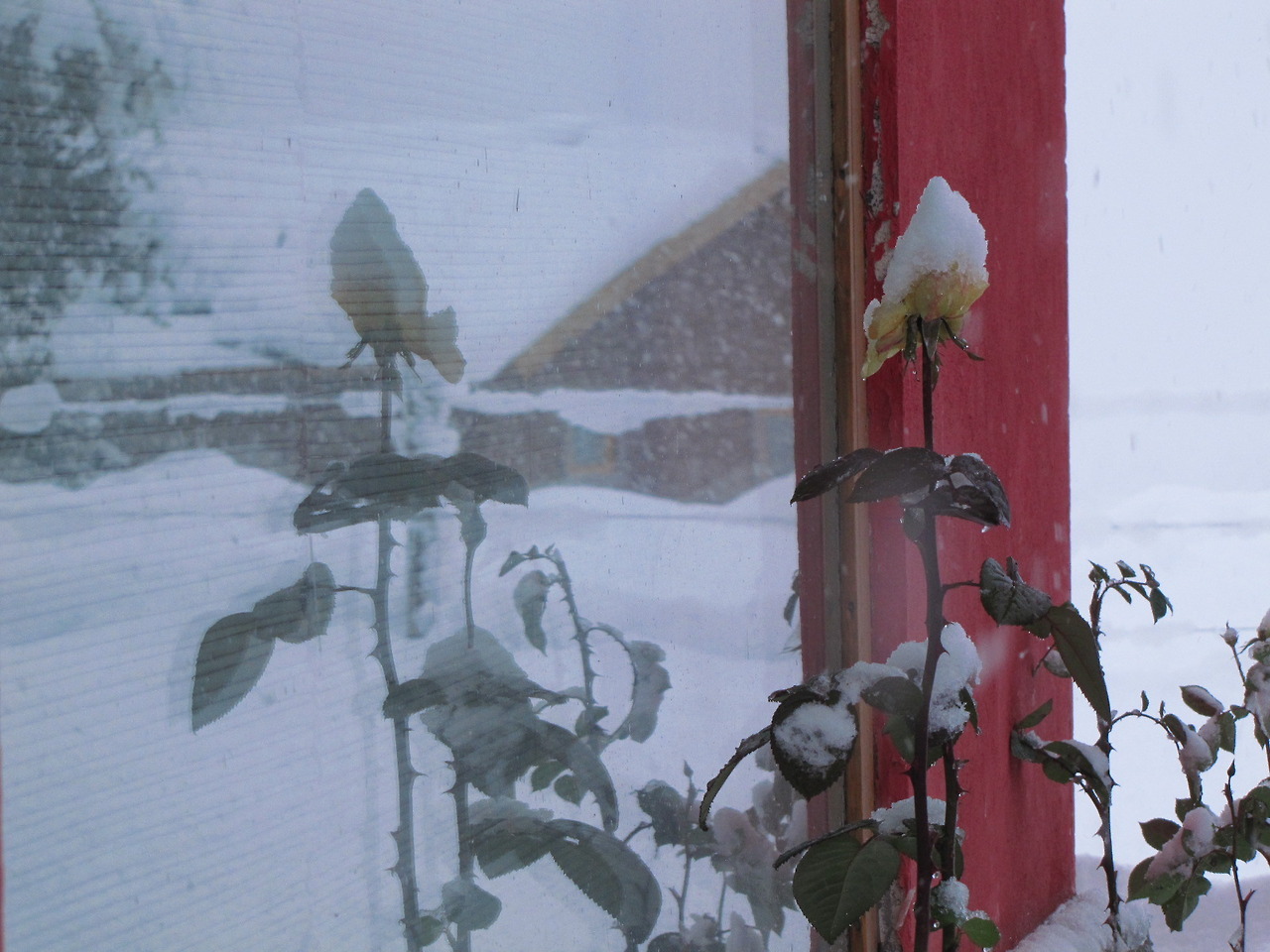 NEVADAS. Imágenes de Villa Meliquina en la provincia de Neuquén, donde se registraron fuertes nevadas en las últimas 48 horas alcanzando los 70 centímetros.Muchos parajes y pueblos quedaron aislados, con suministro eléctrico restringido, rutas...