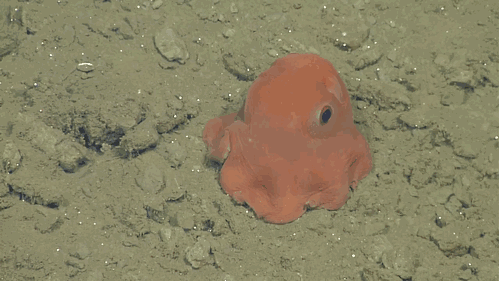 boredpanda:    This Octopus Is So Adorable That Scientists Might Name It ‘Adorabilis’   