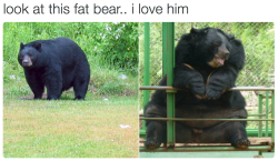 animalrates:  look at this fat bear.. i love him. 12/10 cuddles all day longanimal rates?