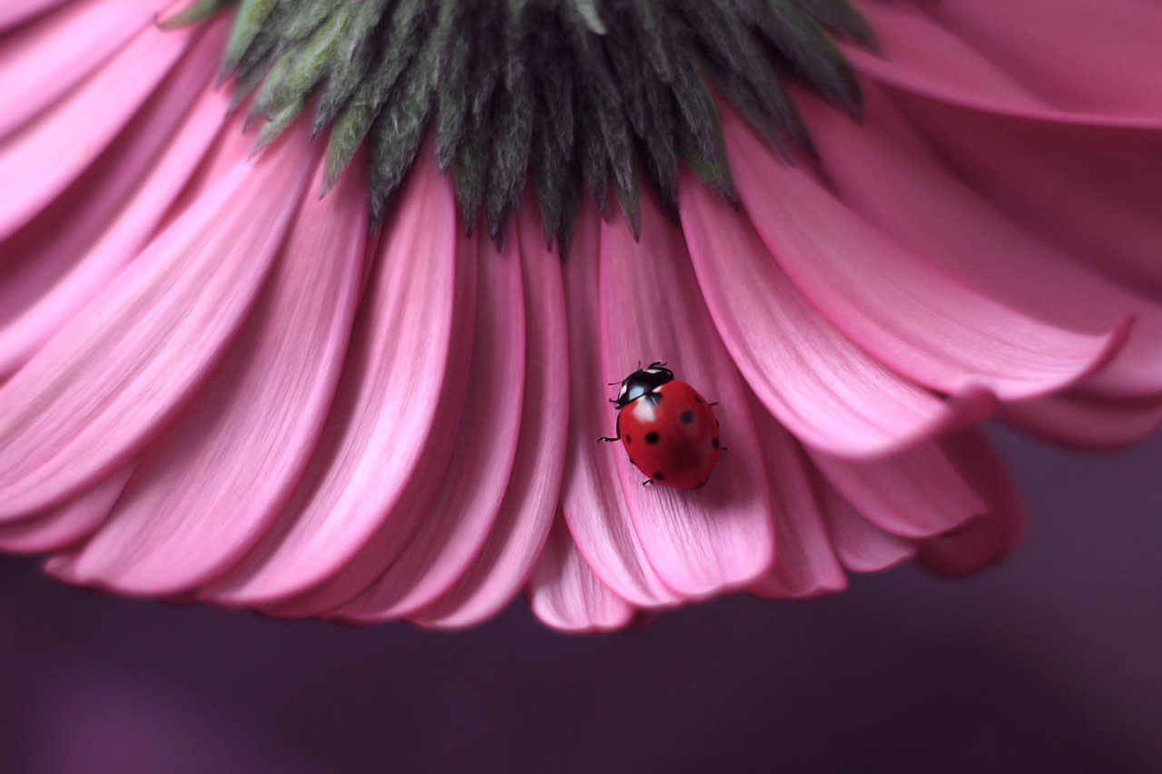 atraversso:   Stellaria &amp; Daisy by Elena Andreeva   