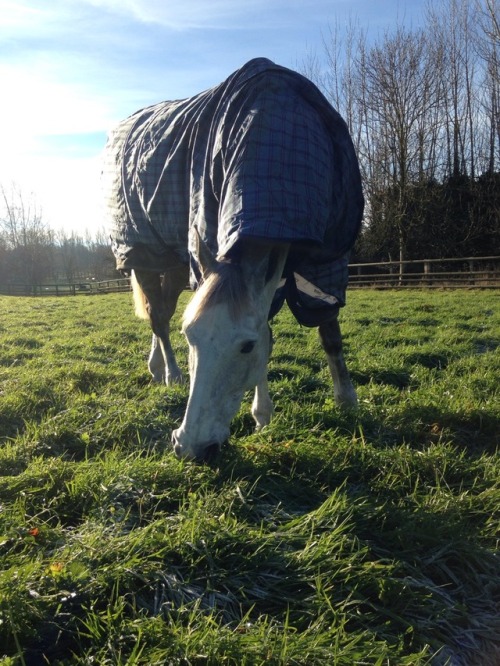 Someone was happy to finally go out onto all the new grass in the winter paddocks