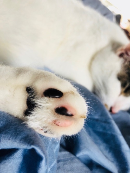 the-boop-troop: Let’s plz just take a moment to talk about Michonne’s toes
