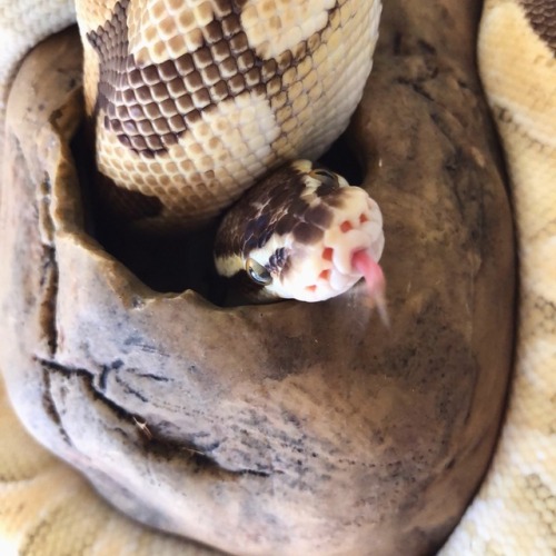 lily-the-leopard: bubbythesnek: beeper @larkalau