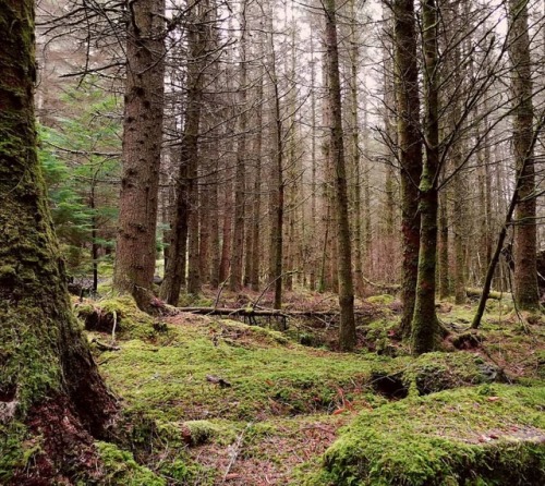 And…breathe. #pine #pineforest #forest #woodland #inthewoods #wilderness #deepwoods #nature #