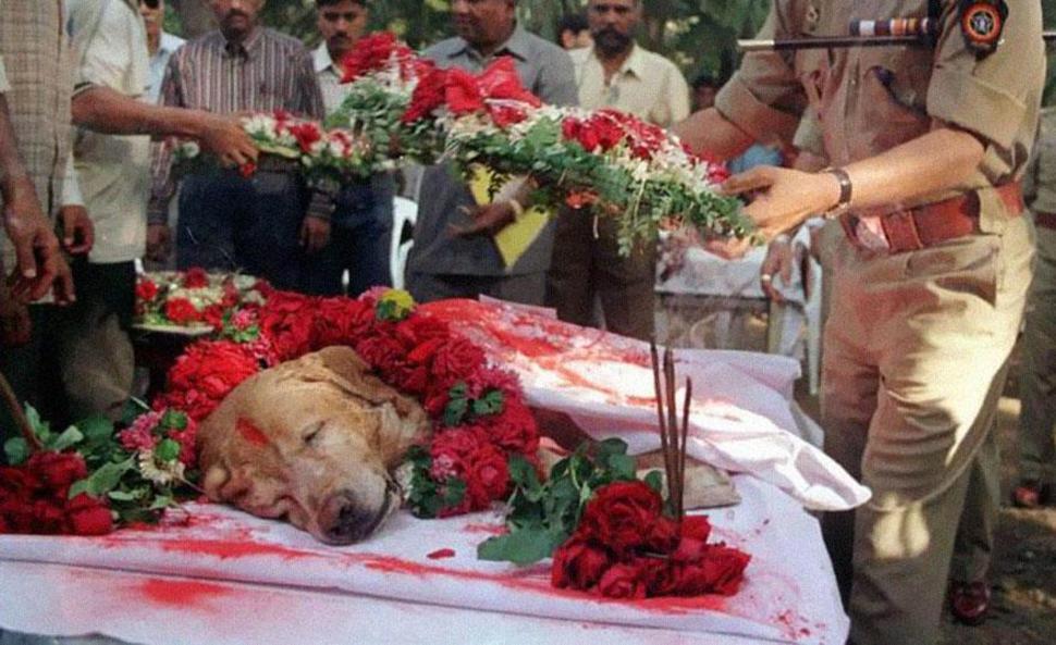 turmoilsofthesea:  zubat:  Zanjeer, the bomb dog, is laid to rest with full military