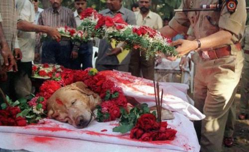 turmoilsofthesea:  zubat:  Zanjeer, the bomb dog, is laid to rest with full military honors for saving thousands of lives, 2000. Zanjeer (7 January 1992 - 16 November 2000) was a Labrador Retriever who served as a detection dog with the Mumbai Police