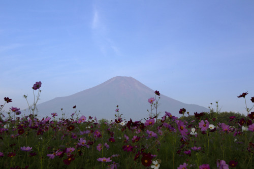 Porn kara-meru:  floralls:  Flowers & Fuji photos