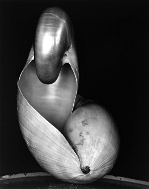 onlyoldphotography:  Edward Weston: Shell, porn pictures