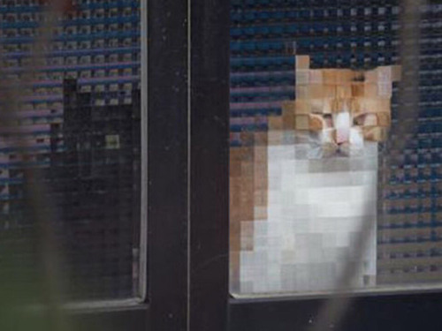 catsbeaversandducks: Low Resolution Cats Via Sad and Useless 