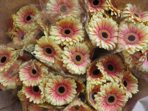 Wizzard Gerbera Daisy