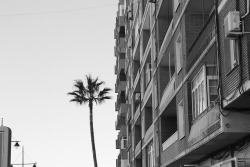 cartacartizing: Palms and buildings High