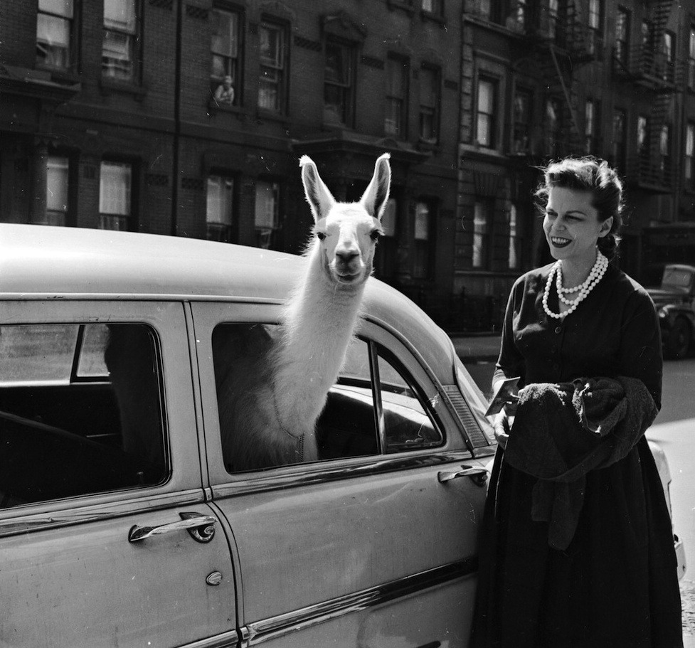 Three Lions - A llama sticking its head out of a car window in New York, 1956.