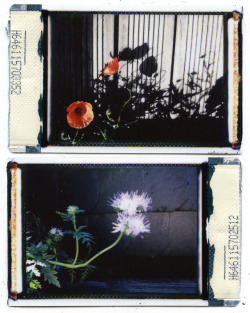 annaxmalina:  [17may17] 2025: last year we waited in vain for poppies to bless our wild miniature garden; this year they came all by themselves. ❤️ poppies, ❤️ the instax red (fuji instax mini 9o)