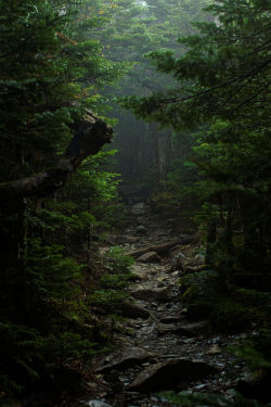 lori-rocks:  The forest of lost souls, Japan, by Toshiyuki Ueda 