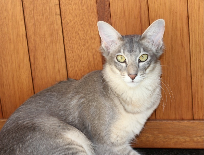 blue tabby cat vs grey tabby