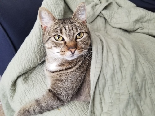 stilesisbiles: My kitty likes being tucked in. A minute later she got so relaxed she slid off the co