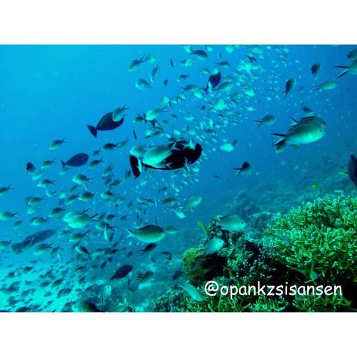 Fishy fishy  #kebonsayur #labuanbajo #cndive #komodo #flores #ntt #indonesia #scubadive #diving #und