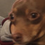 thedorkydog