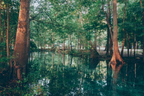 expressions-of-nature:by Jason ParkerDevils Spring System, Florida