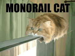 catsdogsgifs:  More Funny GIFs here