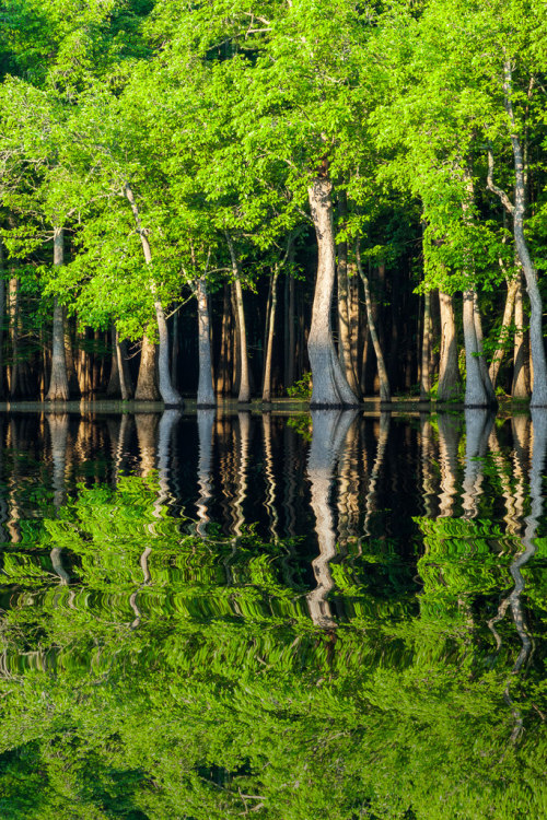 intothegreatunknown:Tupelo trees and green foliage | Hickson Lake, Arkansas, USA  (by BobHenry052413