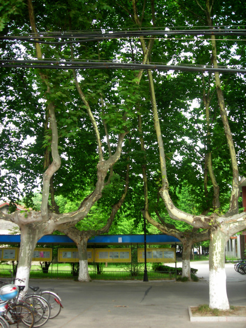 2007 - China - Yangzhou University, Jiangsu ProvinceI don&rsquo;t know what kind of pruning techniqu