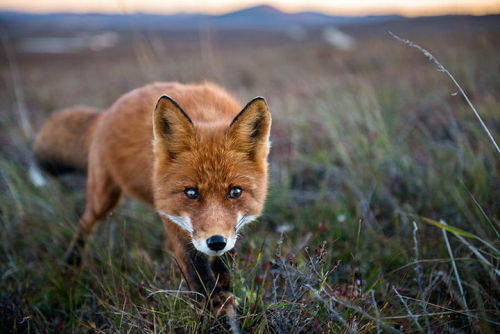  Breathtaking Photos of Wild Foxes in Russia’s Snowy Landscape In the cold depths of Russia’s northeastern Chukotka region, Magadan-based photographer Ivan Kislov captures colorful signs of life in the snow through his breathtaking images of foxes