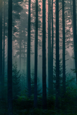 Earthyday:  Autumn Pines  By Anette Bruus 