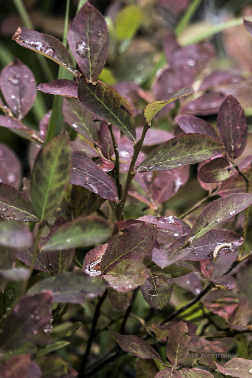 In a sparkling forest - Autumnal tints and fresh raindropsriverwindphotography, September 2018