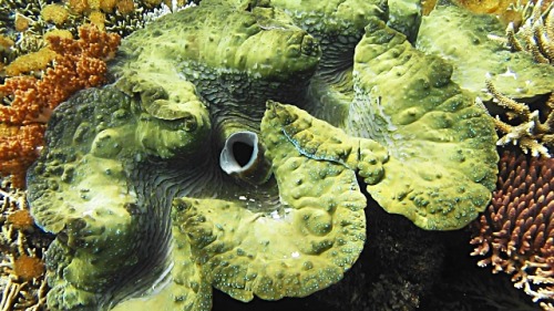 boudhabar: Tridacna gigas