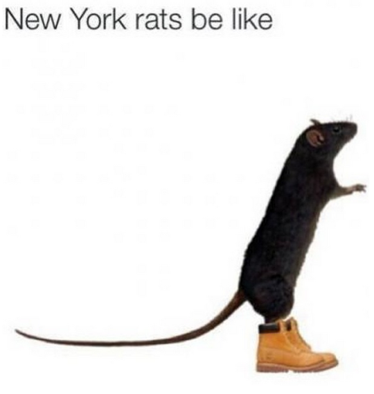 lebritanyarmor:  prettyboyshyflizzy:  brooklynmademe:prettyboyshyflizzy:  The rats fight back round here  That’s Jay Street? Lol one time I was coming down the steps at 42nd street and there was a rat chilling on the steps and I was like “well nigga