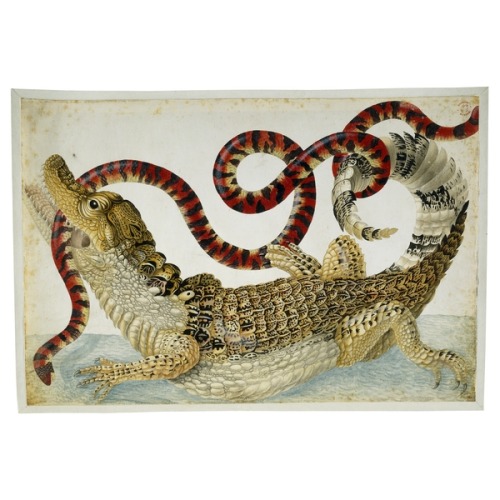 Maria Sybilla Merian, A Surinam caiman fighting a South American false coral snake, 1699-1705. Drawi