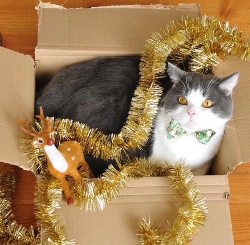 pudgykitties: Feeling festive? (Via Cat in Berlin- catinberlin.com)