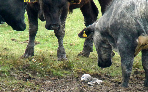 A five-day-old seal became separated from its mother and stranded in a field of cows at an RSPB sanc