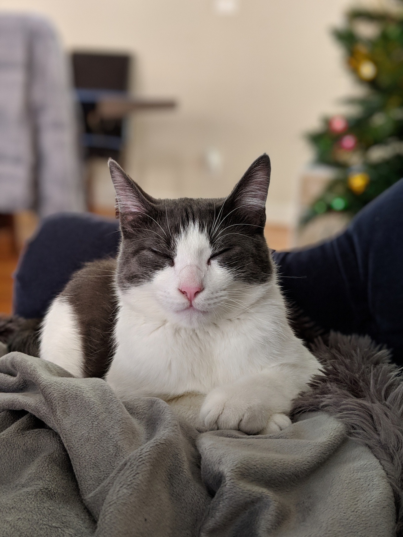 world-of-cats:  Socrates, or “Socs.” 🐈