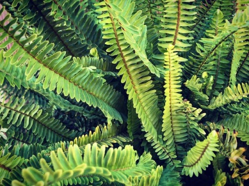 Fern  (at Hacienda Pèrez-Garcia)